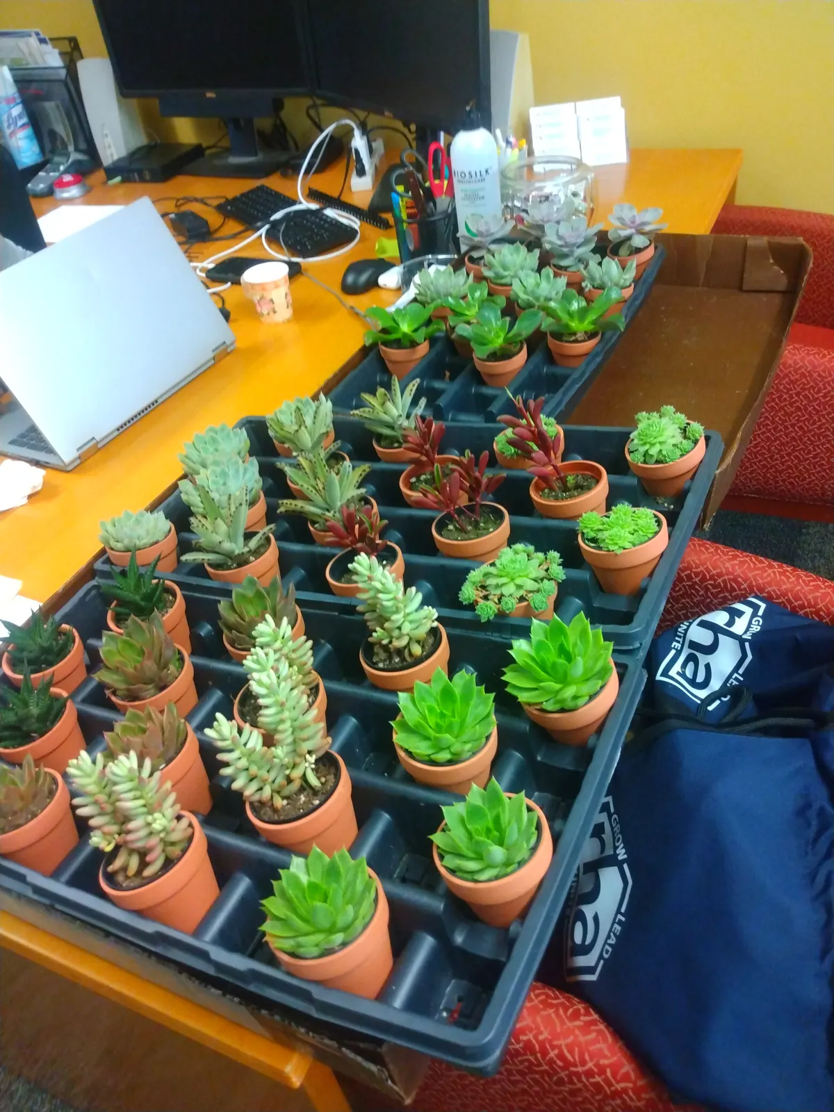 Trays of potted succulents delivered to a client's office