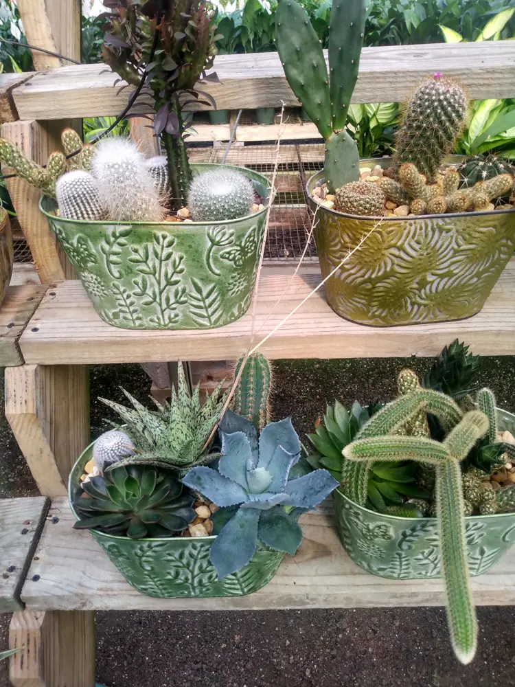 Cactus & succulent tins