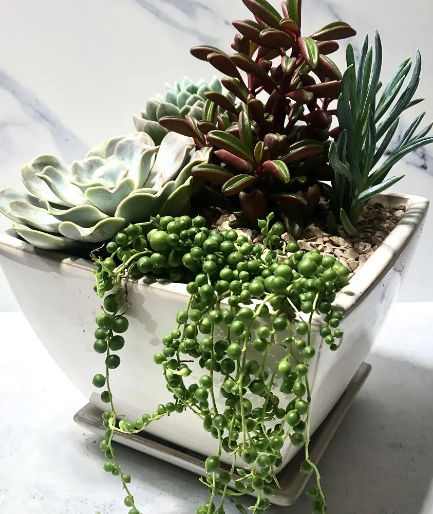 Succulents with string-of-pearls