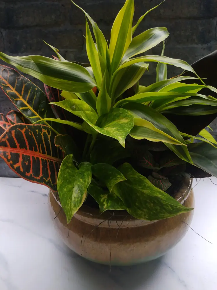 Croton and dracaena garden