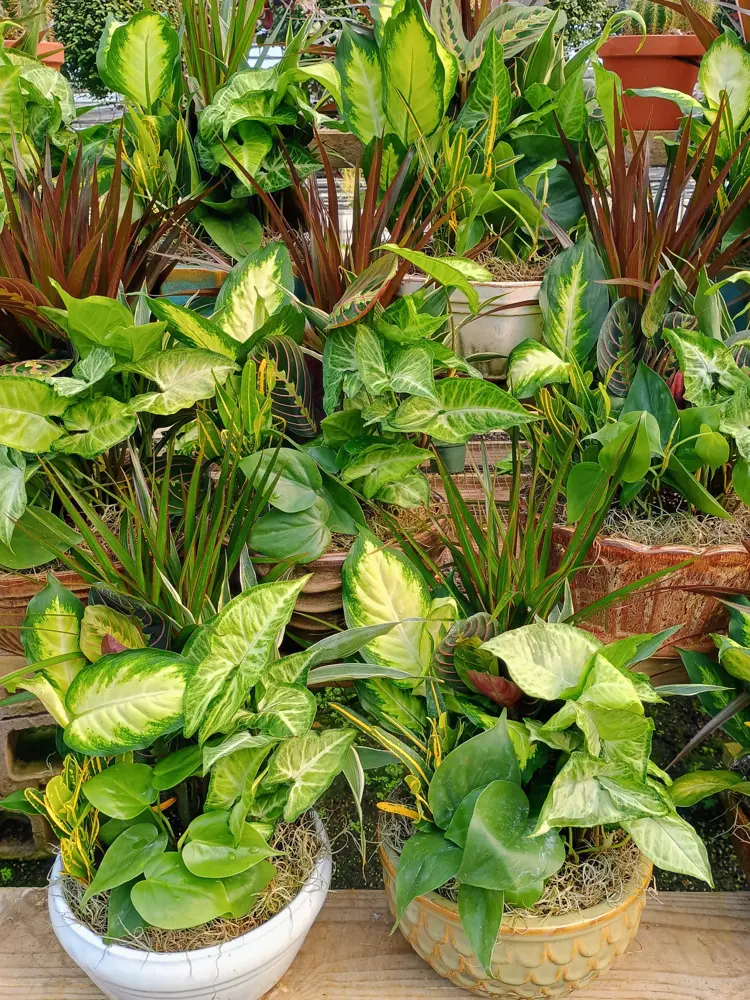 Dish gardens fresh from our grower