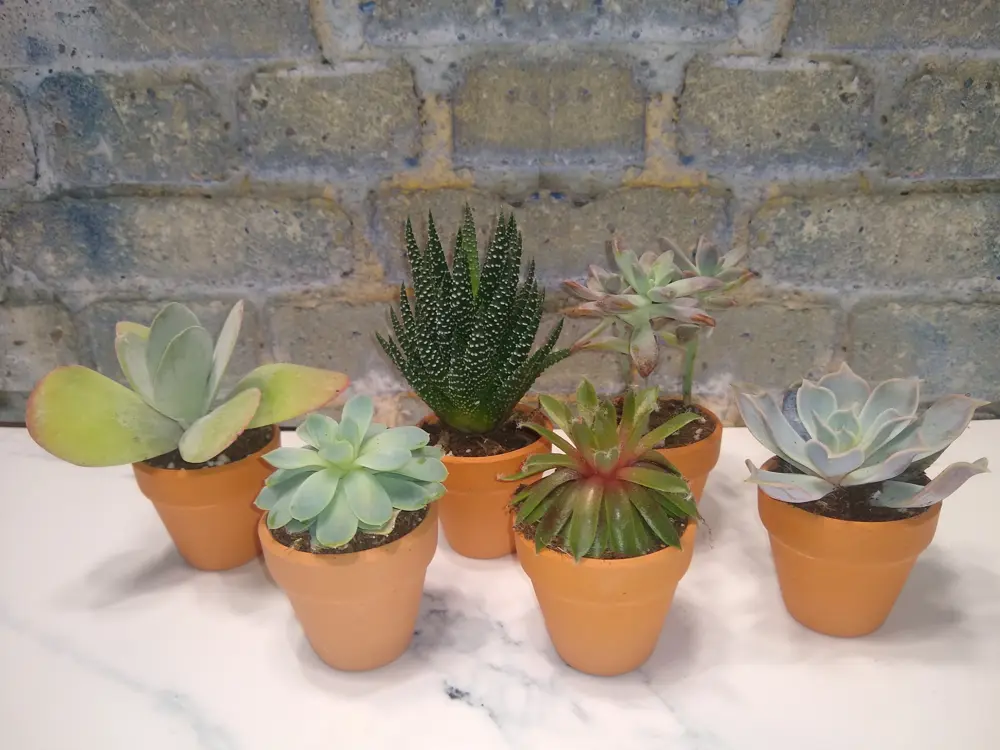 Terracotta succulents