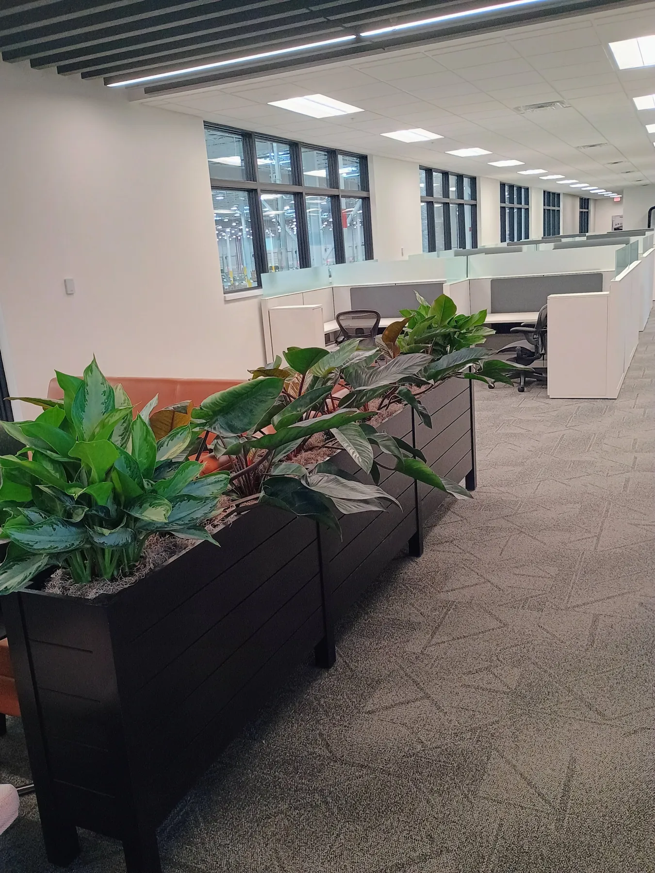 Aglaonema and philodendron divider planters in an open office
