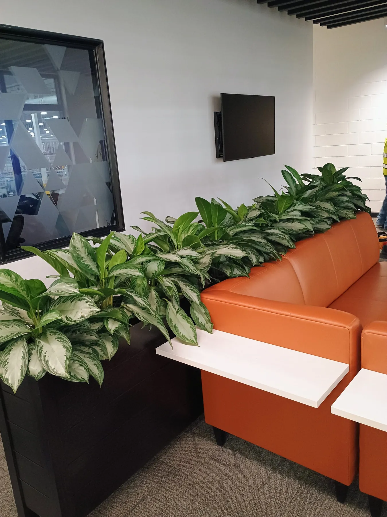 Aglaonema planter running behind an orange lounge sofa