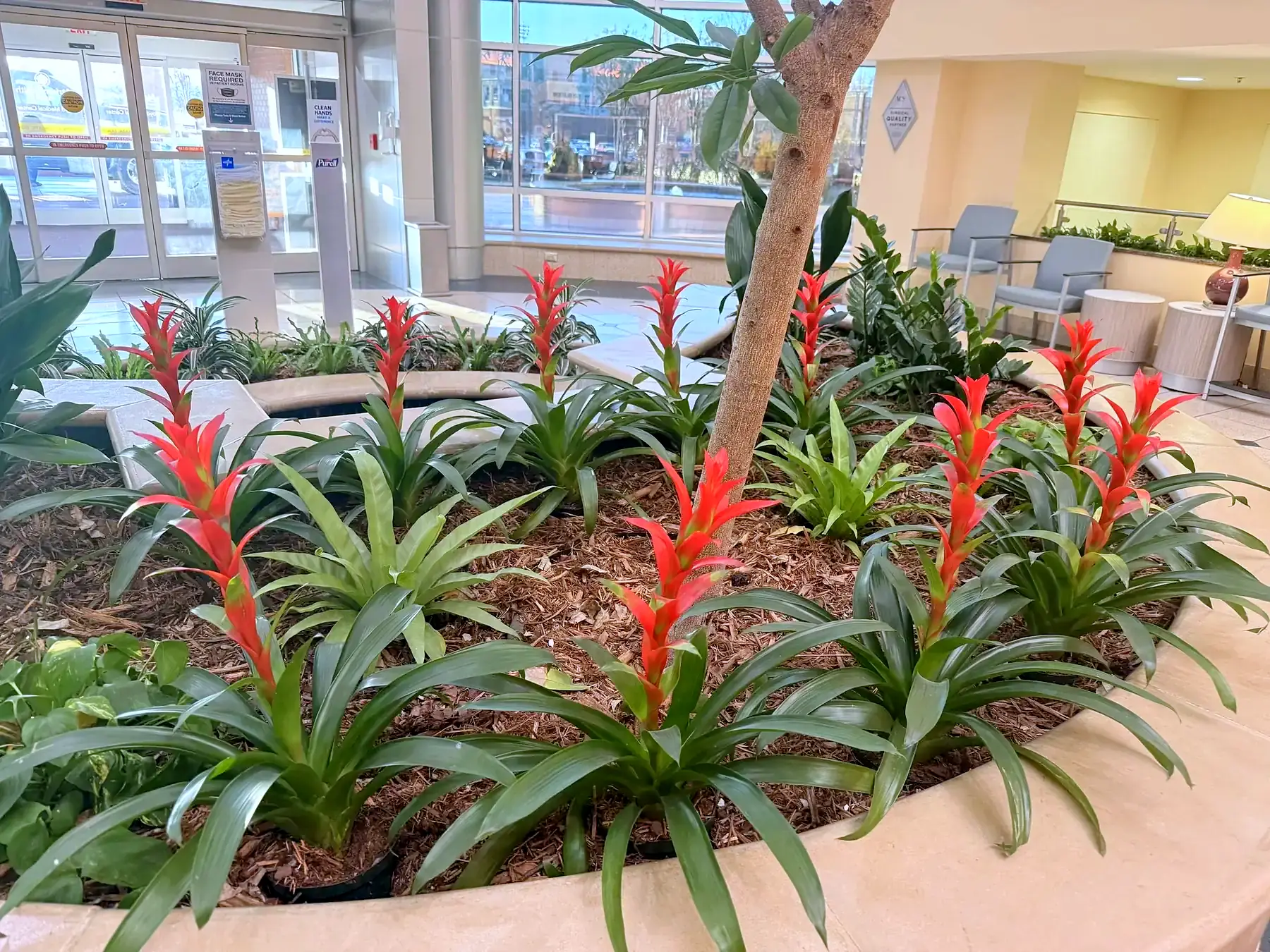 Lobby planting bed of green tropicals with red bromeliads