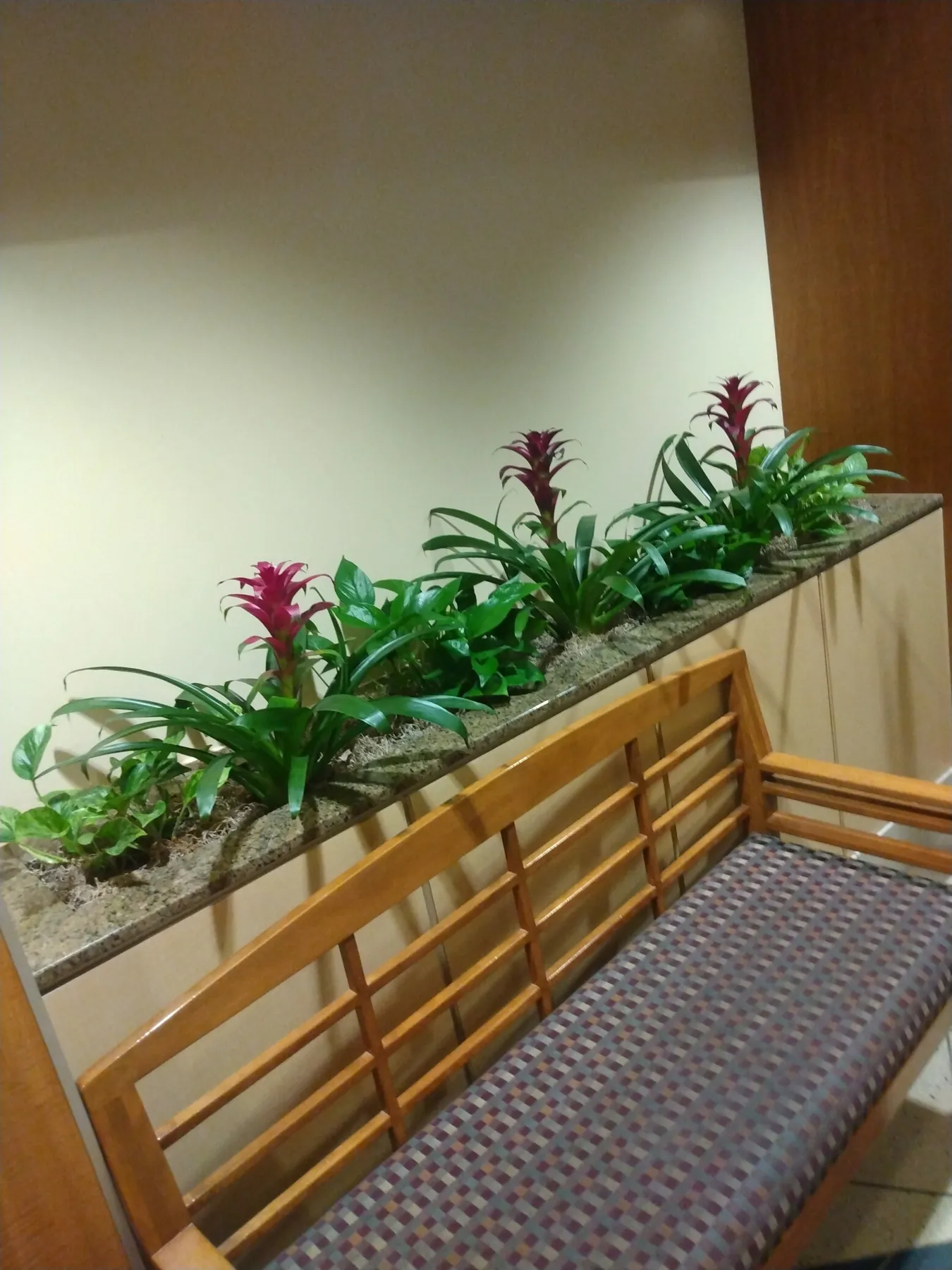 Ledge planter of bromeliads and tropicals above a waiting-area bench