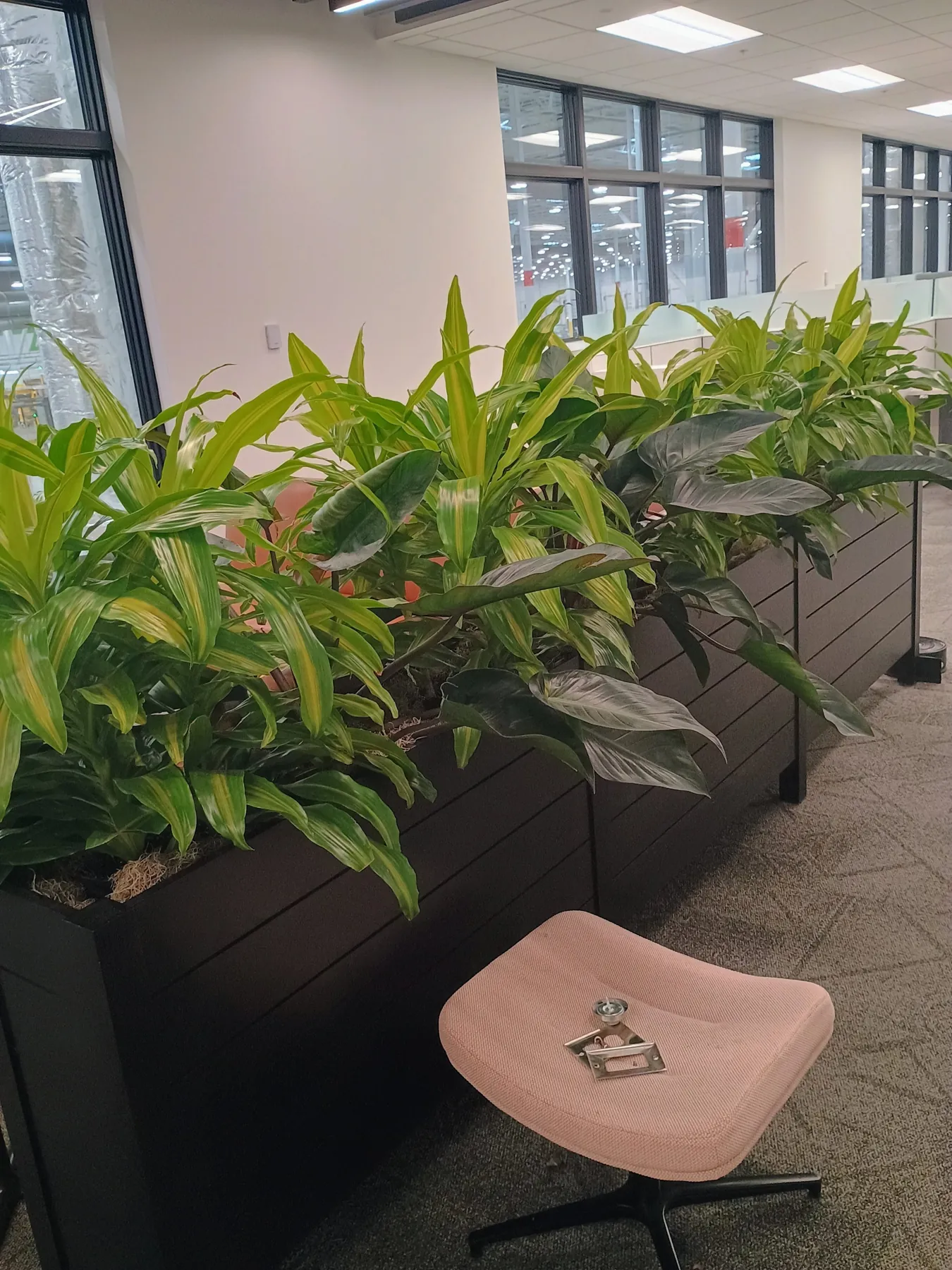 Dracaena and philodendron divider planters beside open-office seating