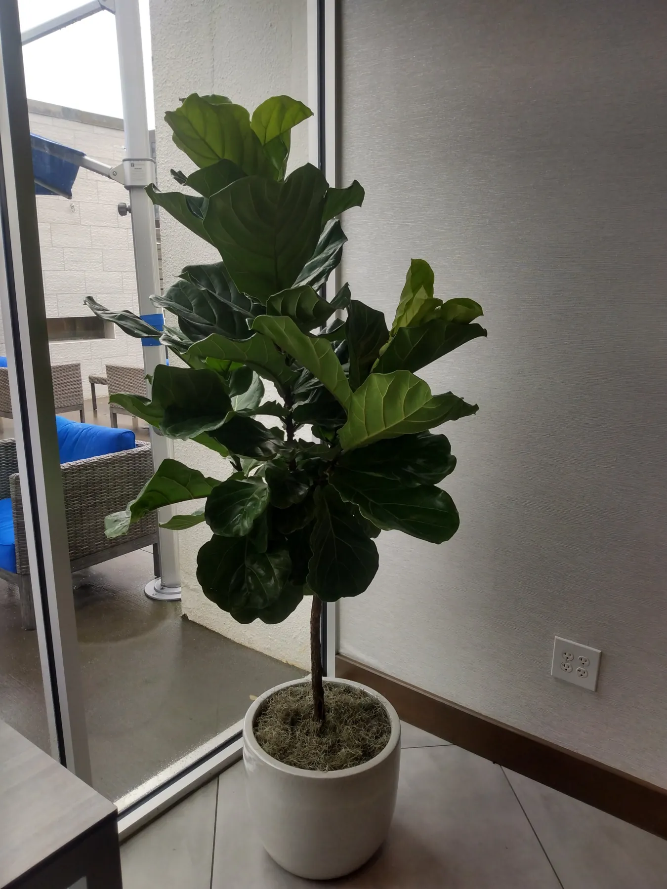 Fiddle leaf fig in a white planter in a window corner