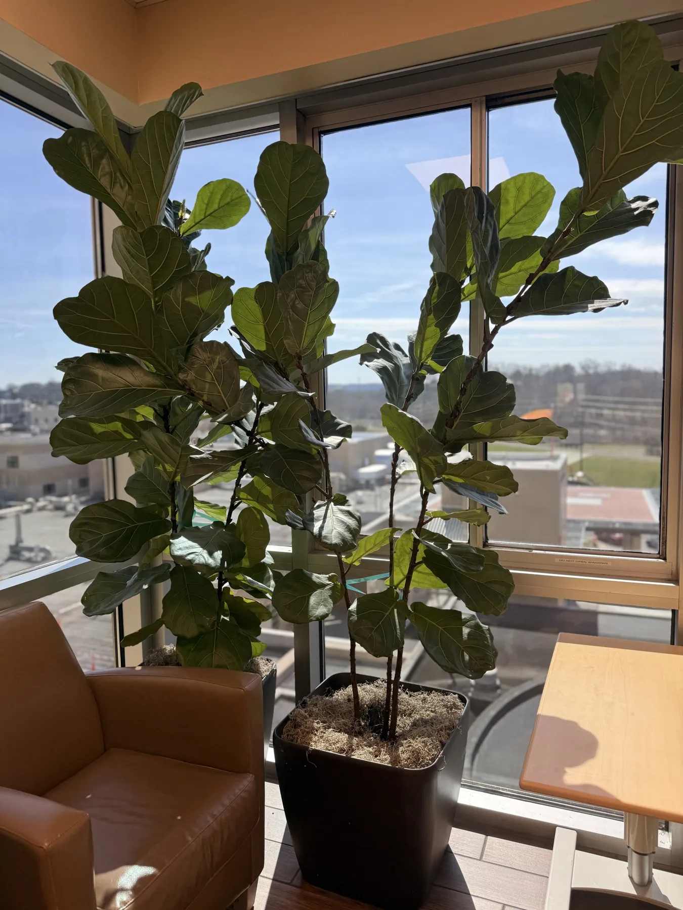 Two fiddle leaf figs in a square planter beside lounge chairs at a high window
