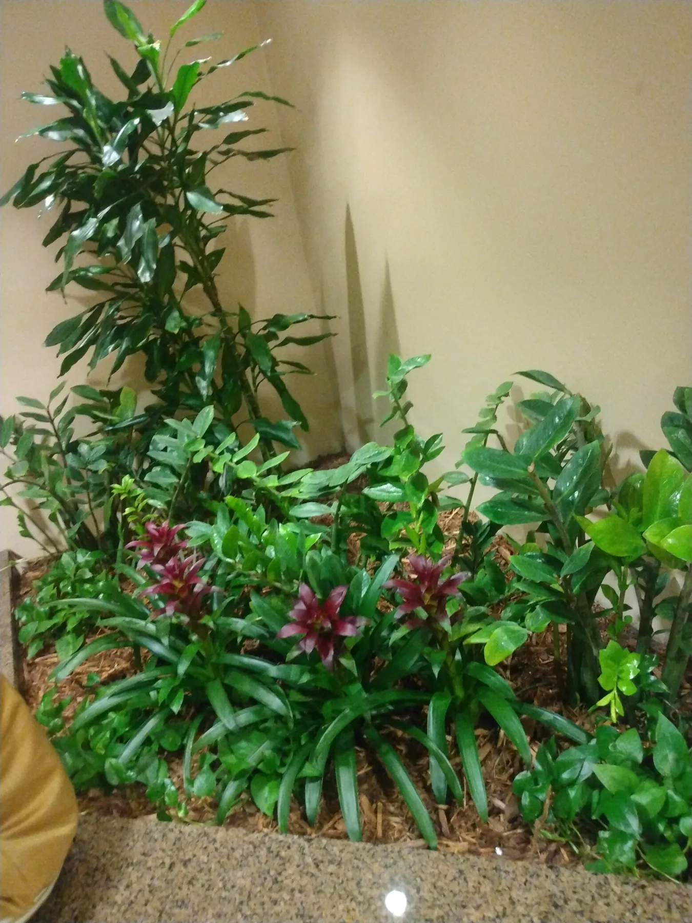 Interior garden bed of dracaena, bromeliads and tropicals against a wall