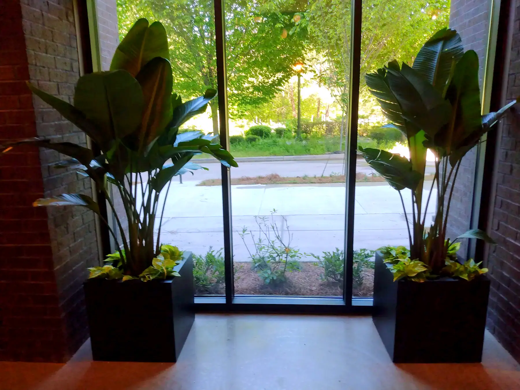 Pair of tall tropical plants in black planters flanking a glass lobby entry