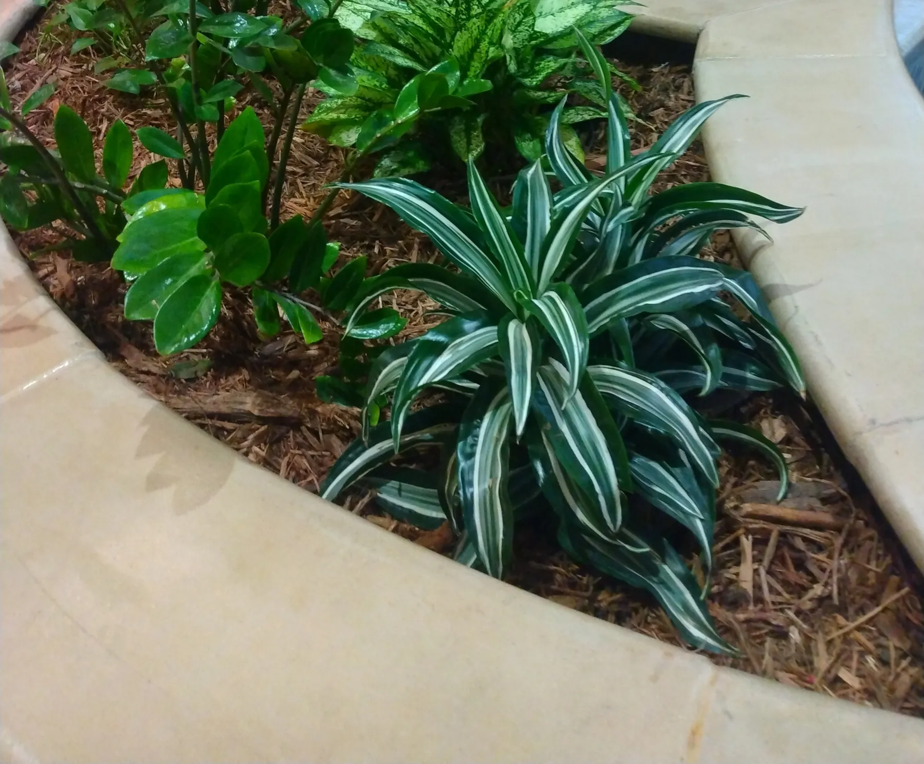 Lobby planting bed of tropicals beside a stone water feature