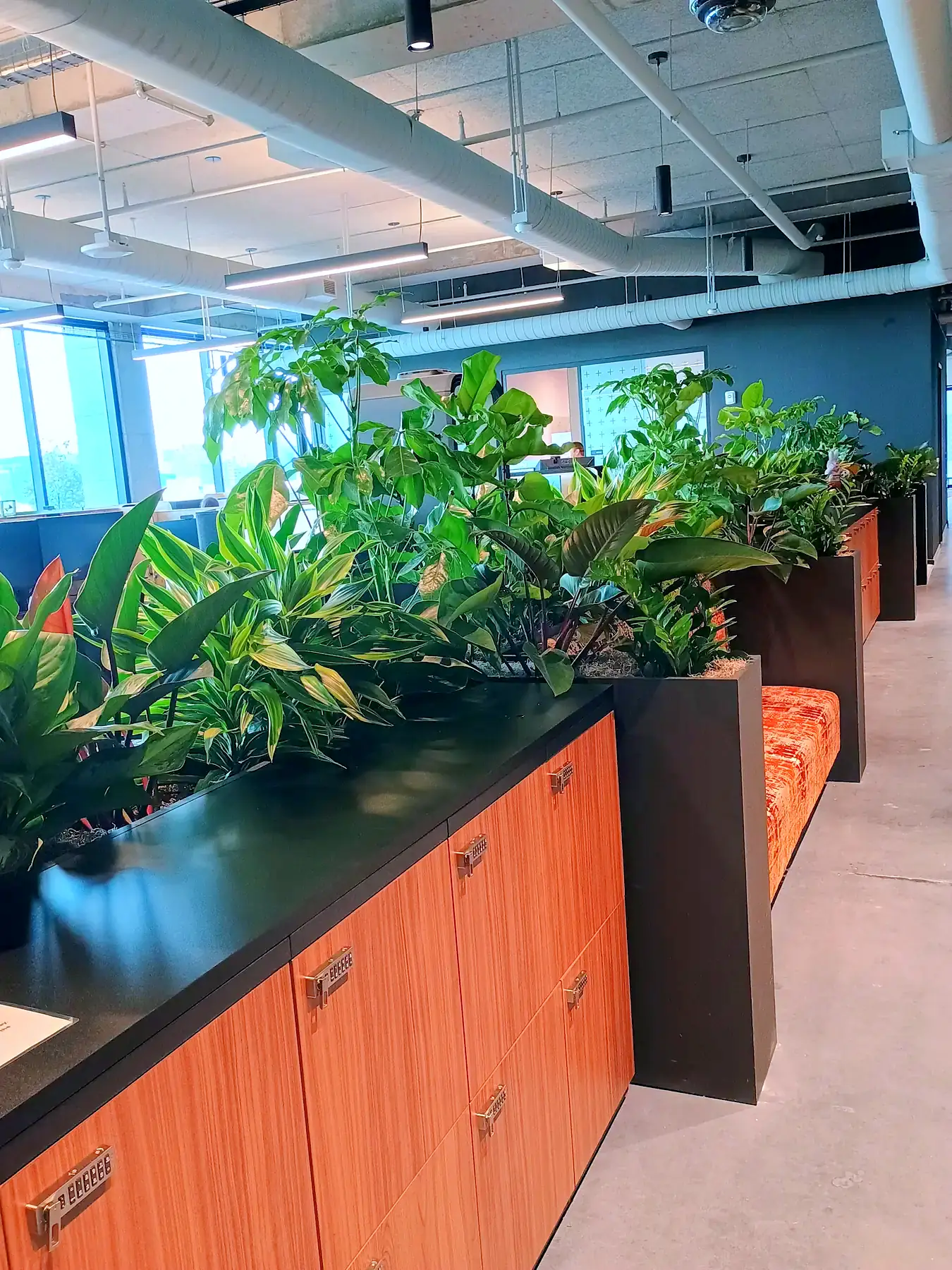 Tropical planter run on top of office cabinetry under an open ceiling