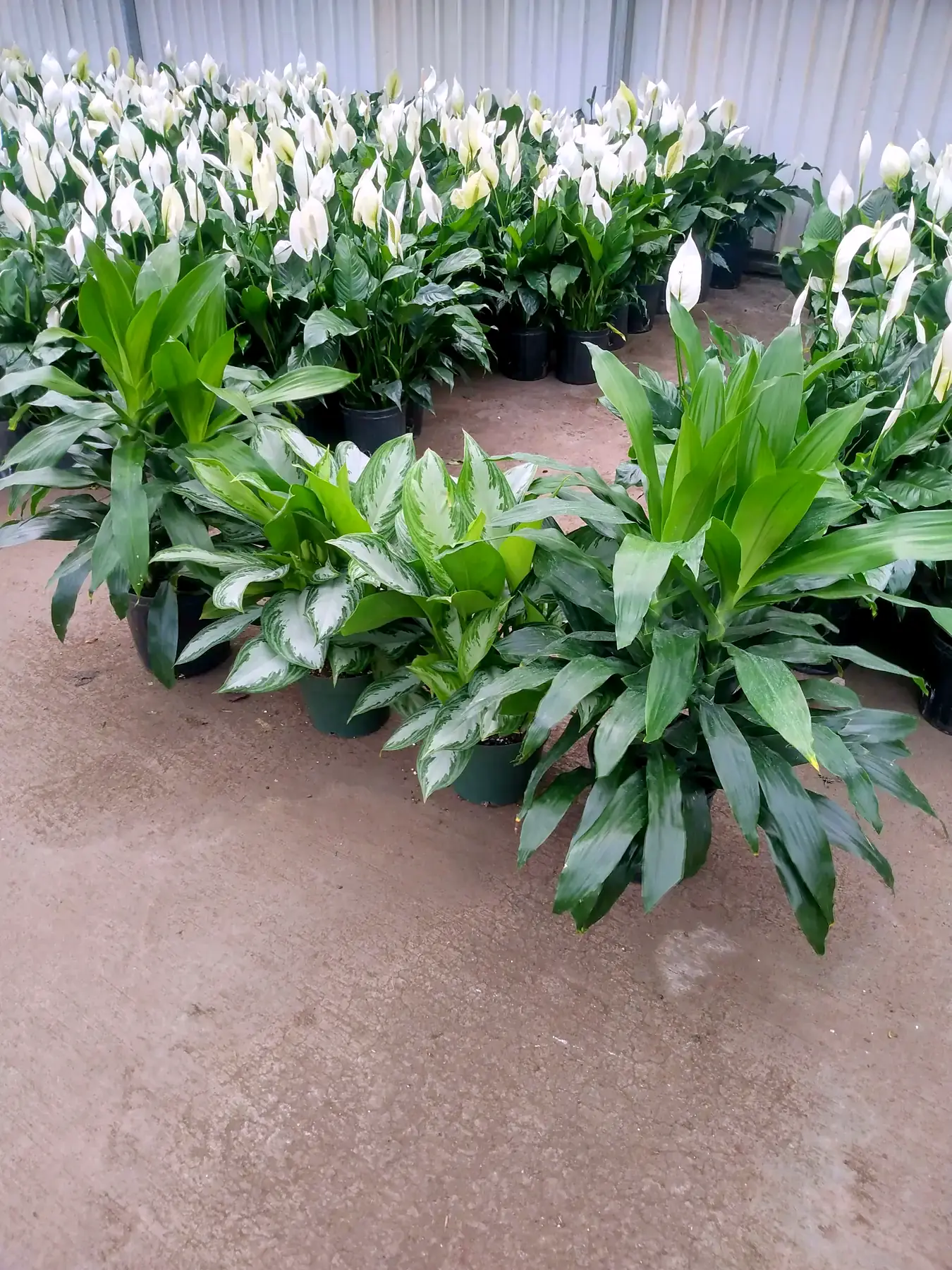 Rows of potted peace lilies and aglaonema staged on a warehouse floor before an install