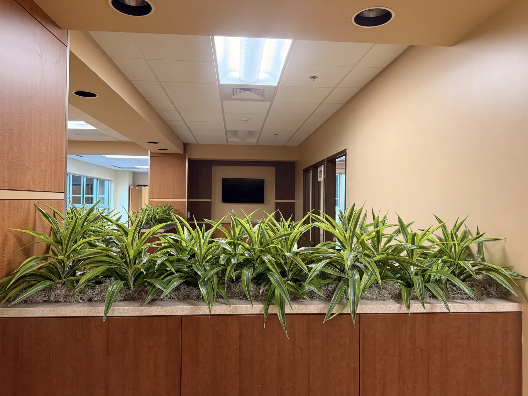 Low dracaena planted along a wood reception ledge