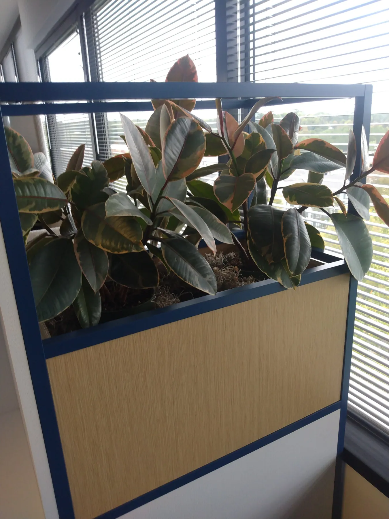 Rubber plants in a wood-panel planter by office blinds