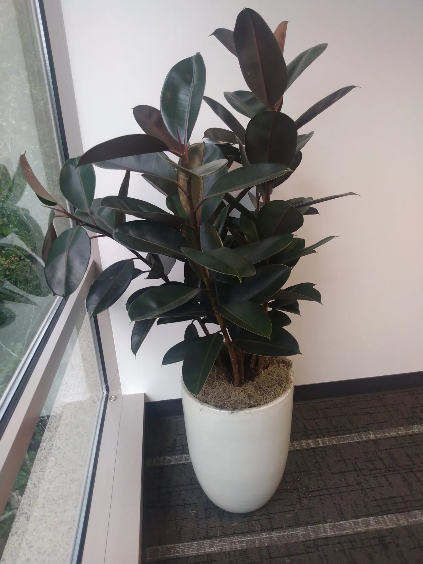 Burgundy rubber plant in a white planter beside office windows
