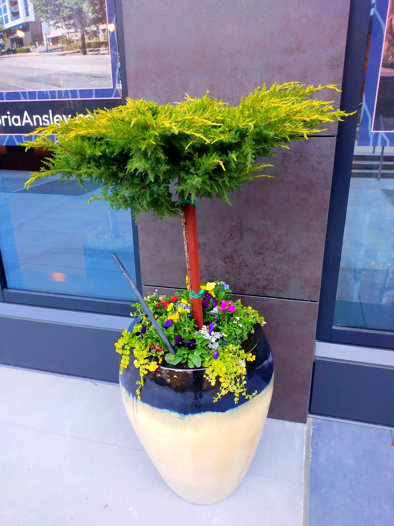 Topiary and seasonal color in a planter at a building entrance