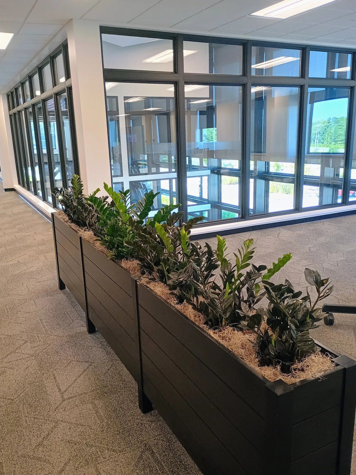 ZZ plants in black planters along a window overlooking trees